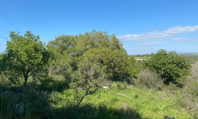 حالة الطقس: أجواء ربيعية والحرارة بارتفاع حتى الخميس