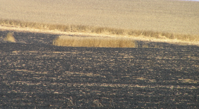 تقرير: نيران البالونات التهمت 13 ألف دونم في غلاف غزة خلال شهر ايار