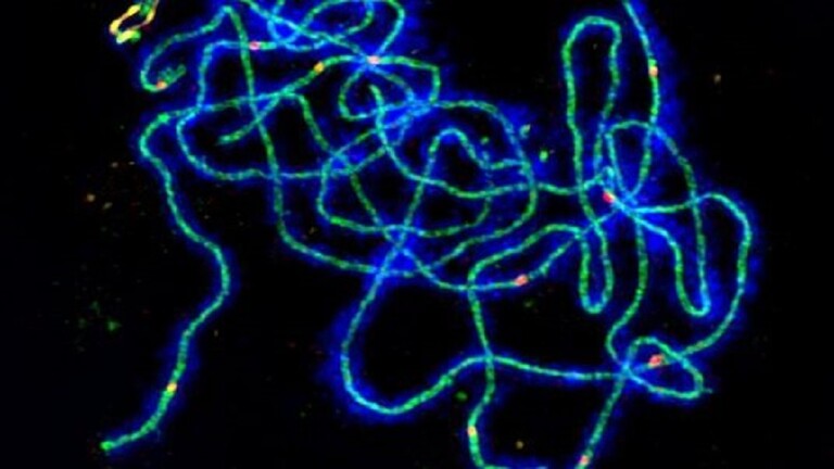 حل لغز عمره قرن .. كيف تحصل الخلايا الجنسية على المزيج الجيني الصحيح؟