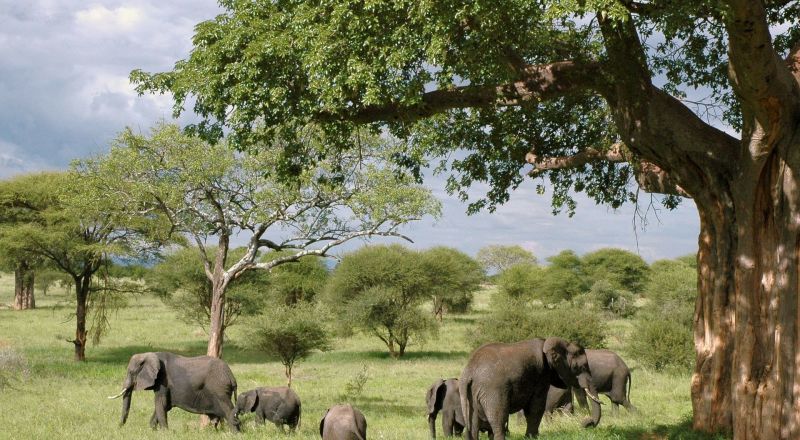 أشهر العناوين السياحية الجديرة بالزيارة في تنزانيا
