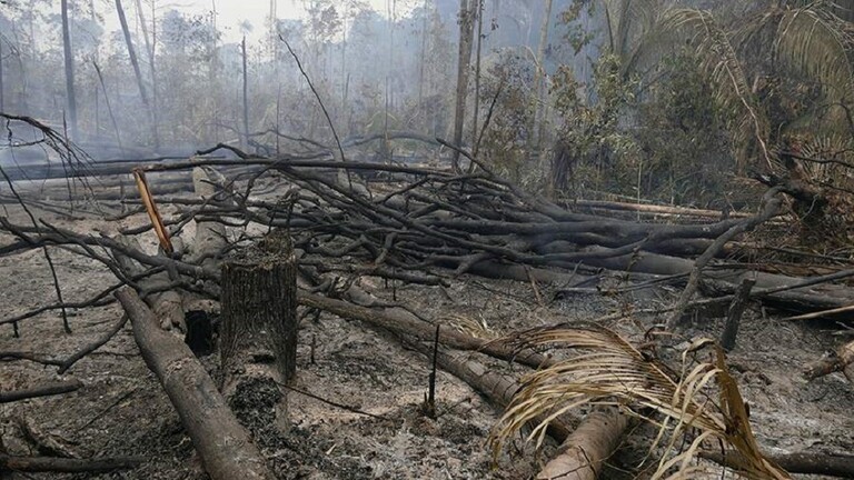 عالم بريطاني يحذّر من موجة الانقراض الجماعي السادسة