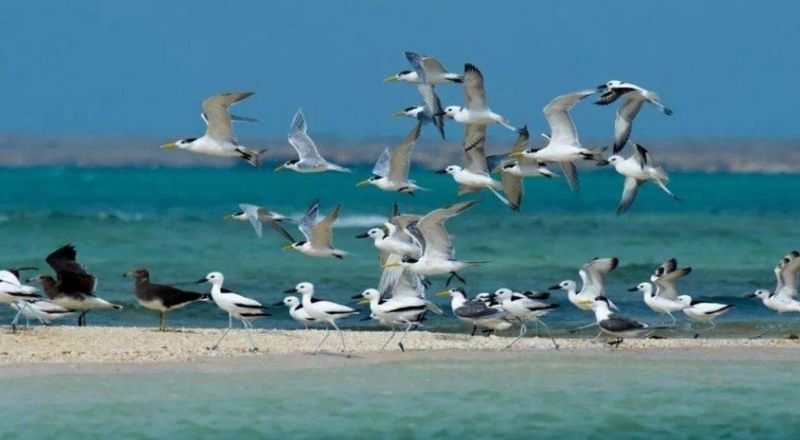 رحلة إلى محمية جزر فرسان في السعودية