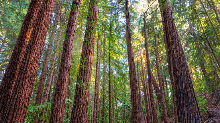 ما هي أطول شجرة في العالم؟