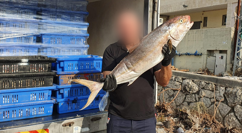 احباط تهريب 13 طن من الأسماك والفواكه البحرية من غزة إلى إسرائيل-فيديو