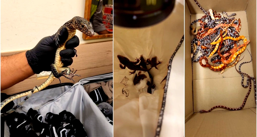 محاولة تهريب أعداد كبيرة من الزواحف النادرة عبر مطار بن غوريون: اعتقال 3 مشتبهين