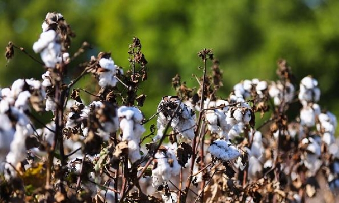 حالة الطقس: أجواء خريفية حتى السبت