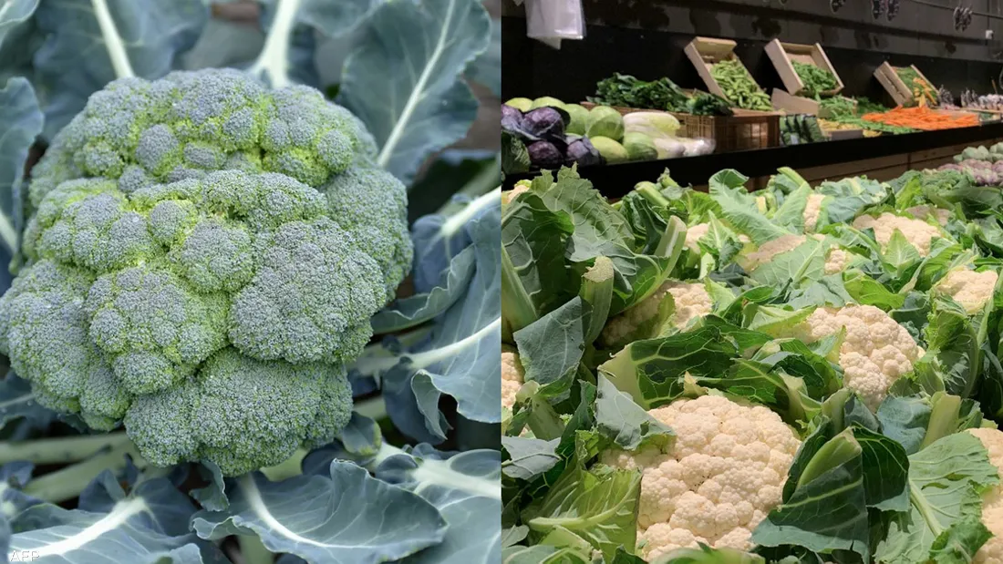 القرنبيط أم البروكلي؟.. تعرف على الأكثر فائدة غذائيا