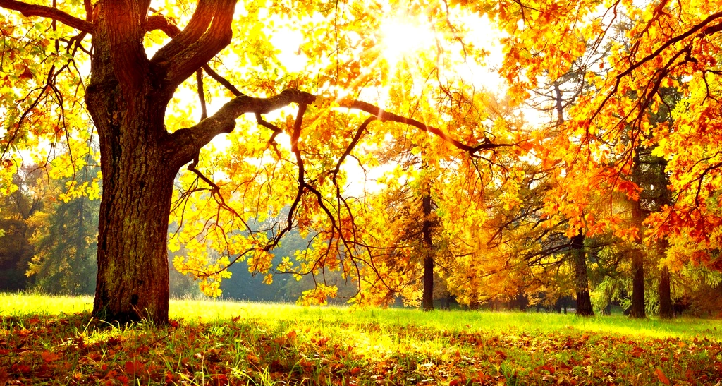 حالة الطقس : أجواء خريفية معتدلة