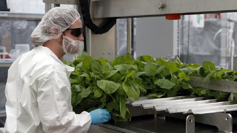 اكتشاف علاج طبيعي للشيخوخة والسرطان