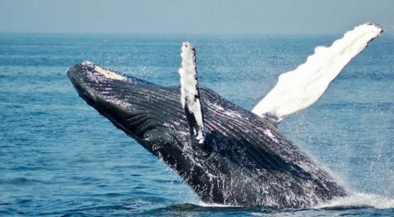 لماذا ترتدي الحيتان قبعات من الطحالب؟