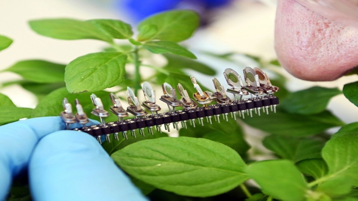 روسيا.. ابتكار أنف إلكتروني لتقييم جودة اللحوم