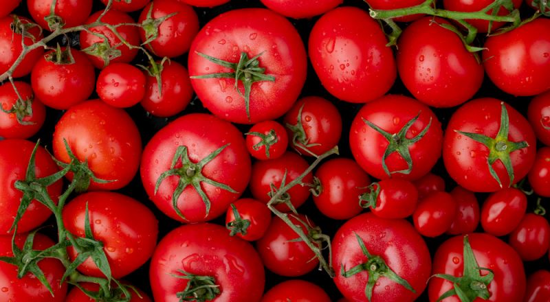 اسرائيل تبدأ باستيراد البندورة من هولندا، بولندا واليونان.. ولكن السعر ما زال مرتفعًا