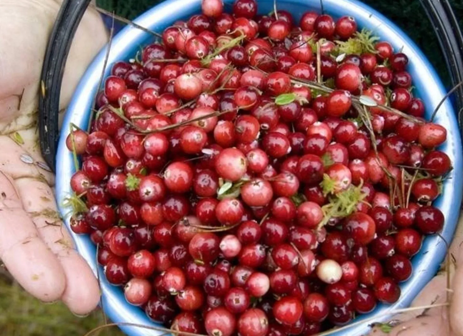 أفضل فاكهة لتخفيف حرقان البول بسرعة